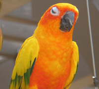 Papagal Oranj