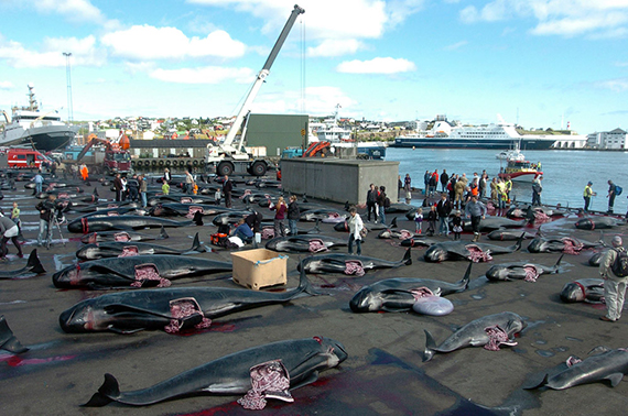 Balene omorâte