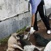 Câini omorâți Indonezia, Bali